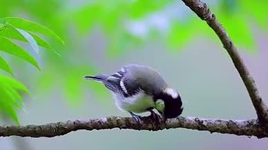 树上的小鸟动物春夏视频的预览图